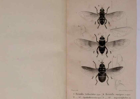 Reproducción/Reproduction 48641479363: Diptères exotiques nouveaux ou peu connus. Paris :Roret,1838-[43]. 