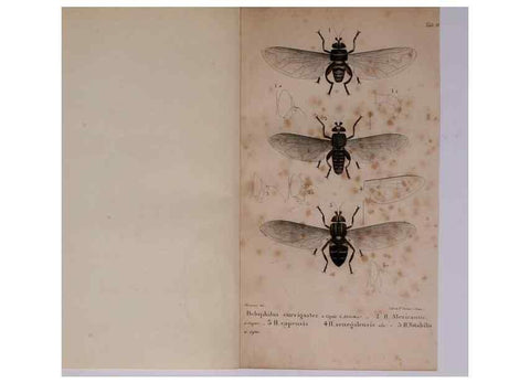 Reproducción/Reproduction 48641479578: Diptères exotiques nouveaux ou peu connus. Paris :Roret,1838-[43]. 