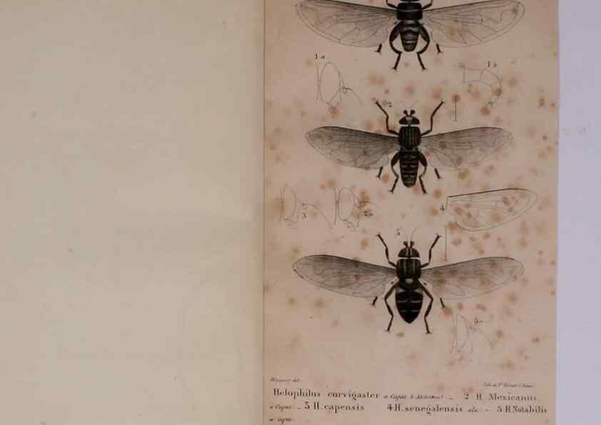 Reproducción/Reproduction 48641479578: Diptères exotiques nouveaux ou peu connus. Paris :Roret,1838-[43]. 
