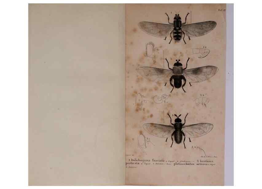 Reproducción/Reproduction 48641974442: Diptères exotiques nouveaux ou peu connus. Paris :Roret,1838-[43]. 