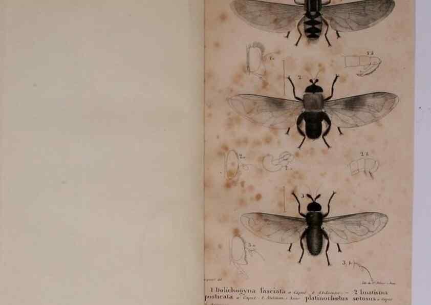 Reproducción/Reproduction 48641974442: Diptères exotiques nouveaux ou peu connus. Paris :Roret,1838-[43]. 