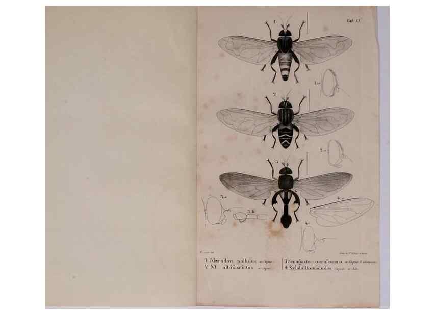 Reproducción/Reproduction 48641832101: Diptères exotiques nouveaux ou peu connus. Paris :Roret,1838-[43]. 