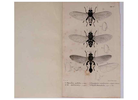 Reproducción/Reproduction 48641832101: Diptères exotiques nouveaux ou peu connus. Paris :Roret,1838-[43]. 