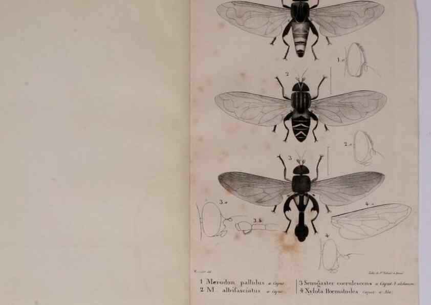 Reproducción/Reproduction 48641832101: Diptères exotiques nouveaux ou peu connus. Paris :Roret,1838-[43]. 