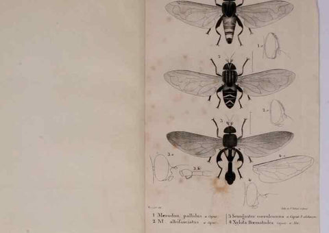 Reproducción/Reproduction 48641832101: Diptères exotiques nouveaux ou peu connus. Paris :Roret,1838-[43]. 
