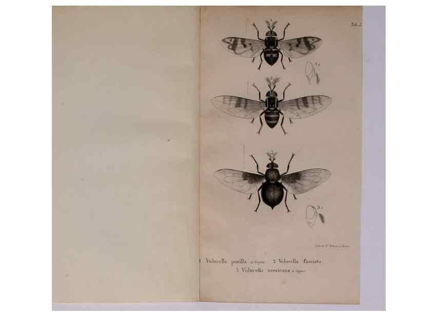 Reproducción/Reproduction 48641973087: Diptères exotiques nouveaux ou peu connus. Paris :Roret,1838-[43]. 