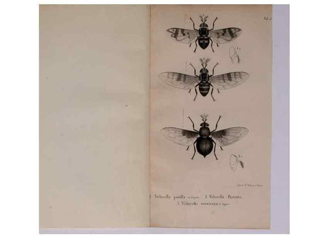 Reproducción/Reproduction 48641973087: Diptères exotiques nouveaux ou peu connus. Paris :Roret,1838-[43]. 