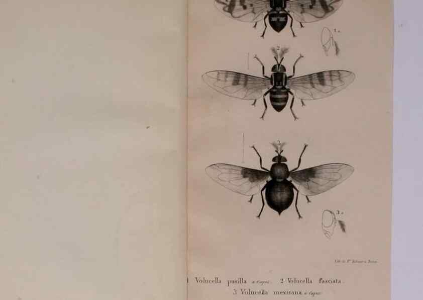 Reproducción/Reproduction 48641973087: Diptères exotiques nouveaux ou peu connus. Paris :Roret,1838-[43]. 