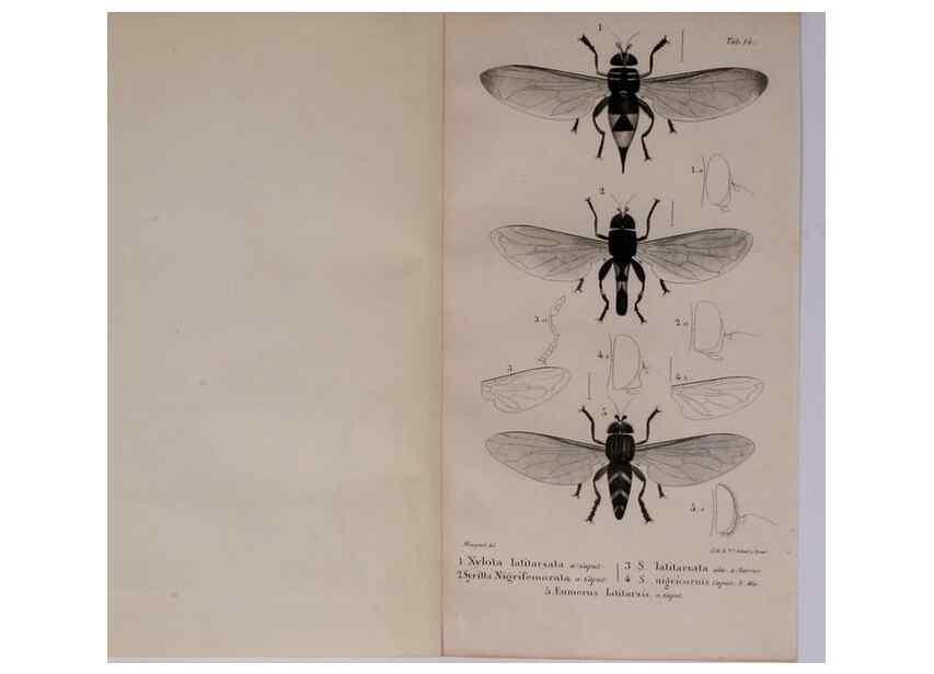 Reproducción/Reproduction 48641974872: Diptères exotiques nouveaux ou peu connus. Paris :Roret,1838-[43]. 