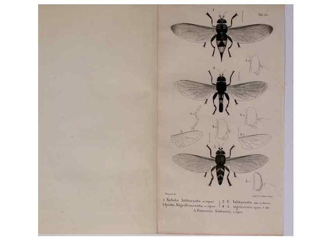 Reproducción/Reproduction 48641974872: Diptères exotiques nouveaux ou peu connus. Paris :Roret,1838-[43]. 