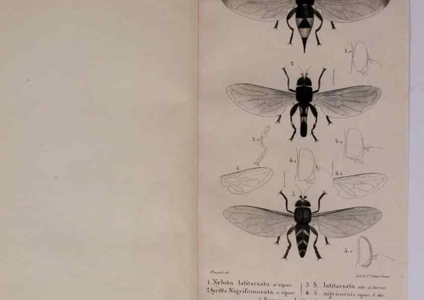 Reproducción/Reproduction 48641974872: Diptères exotiques nouveaux ou peu connus. Paris :Roret,1838-[43]. 