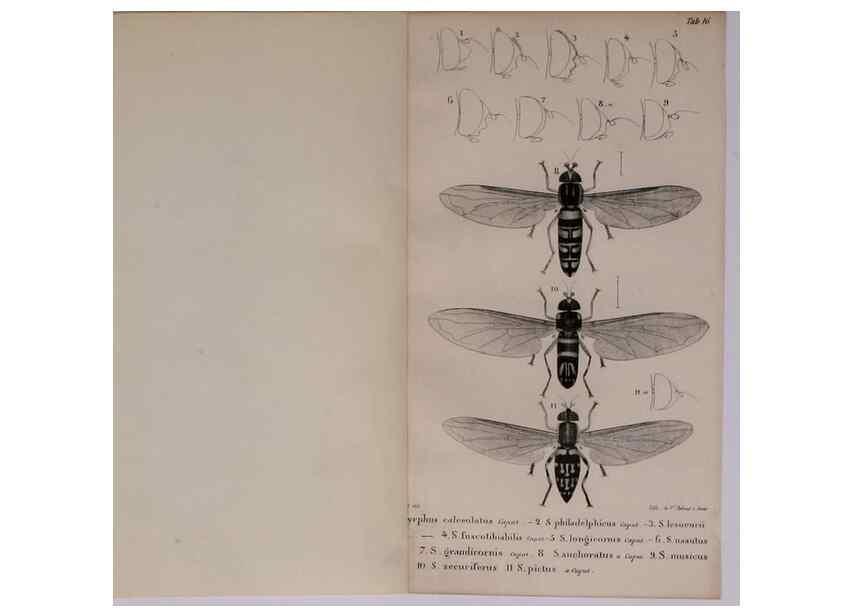 Reproducción/Reproduction 48641975437: Diptères exotiques nouveaux ou peu connus. Paris :Roret,1838-[43]. 