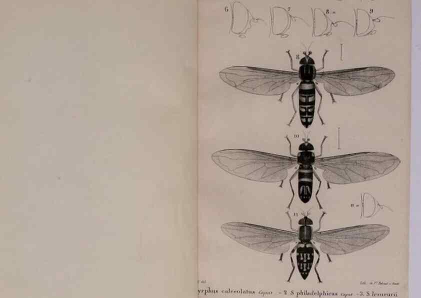 Reproducción/Reproduction 48641975437: Diptères exotiques nouveaux ou peu connus. Paris :Roret,1838-[43]. 