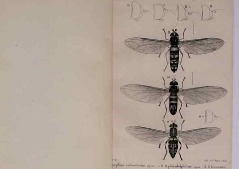 Reproducción/Reproduction 48641975437: Diptères exotiques nouveaux ou peu connus. Paris :Roret,1838-[43]. 