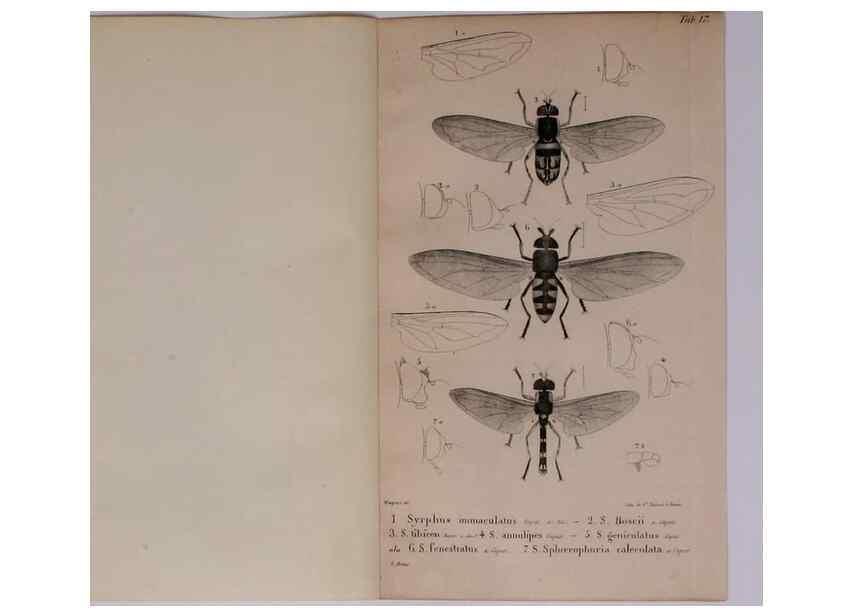 Reproducción/Reproduction 48641975742: Diptères exotiques nouveaux ou peu connus. Paris :Roret,1838-[43]. 