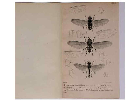 Reproducción/Reproduction 48641975742: Diptères exotiques nouveaux ou peu connus. Paris :Roret,1838-[43]. 