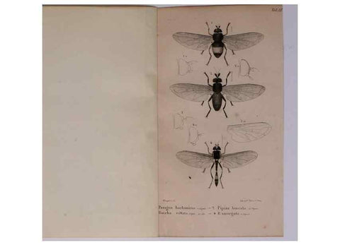 Reproducción/Reproduction 48641481368: Diptères exotiques nouveaux ou peu connus. Paris :Roret,1838-[43]. 