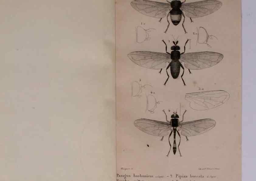Reproducción/Reproduction 48641481368: Diptères exotiques nouveaux ou peu connus. Paris :Roret,1838-[43]. 