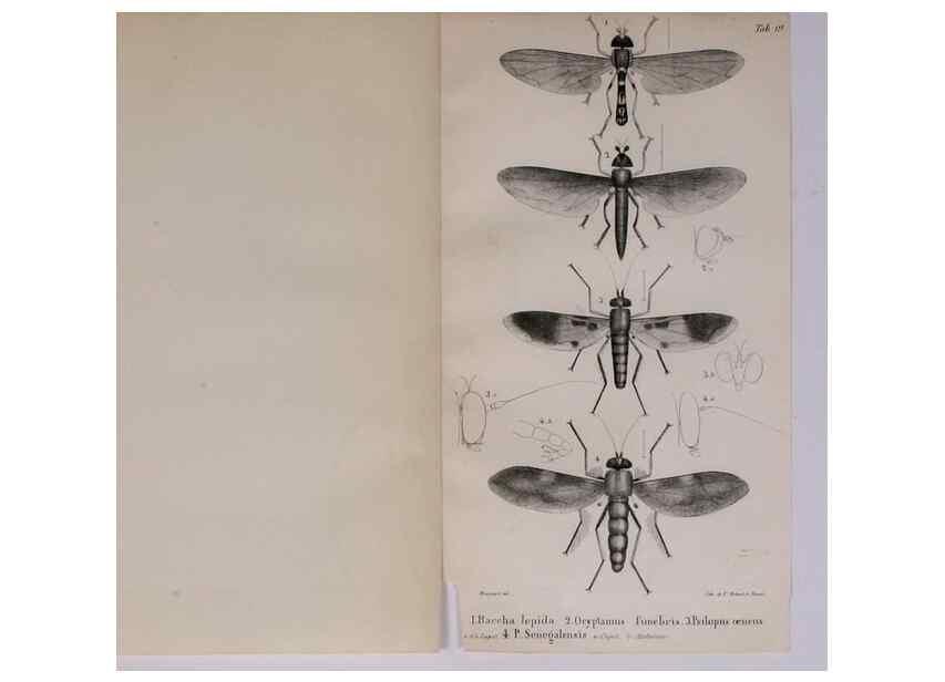 Reproducción/Reproduction 48641833581: Diptères exotiques nouveaux ou peu connus. Paris :Roret,1838-[43]. 