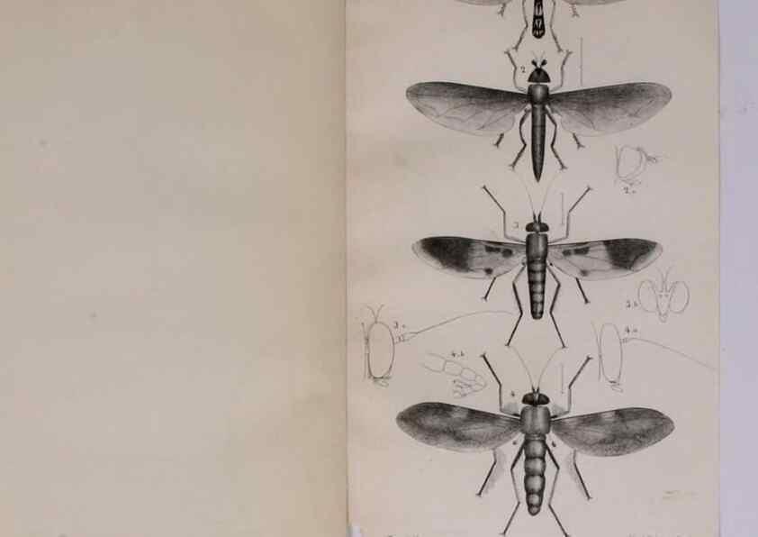 Reproducción/Reproduction 48641833581: Diptères exotiques nouveaux ou peu connus. Paris :Roret,1838-[43]. 