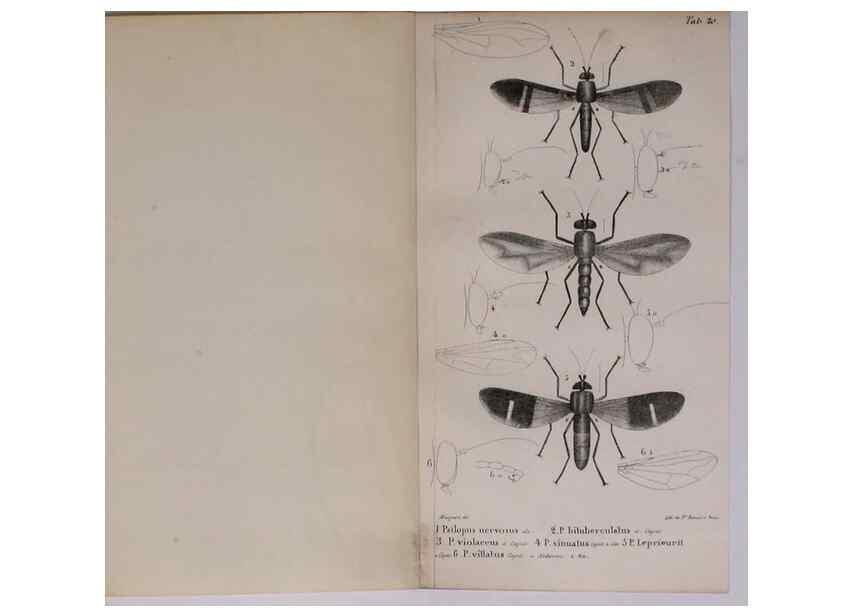 Reproducción/Reproduction 48641976492: Diptères exotiques nouveaux ou peu connus. Paris :Roret,1838-[43]. 