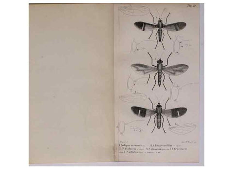 Reproducción/Reproduction 48641976492: Diptères exotiques nouveaux ou peu connus. Paris :Roret,1838-[43]. 