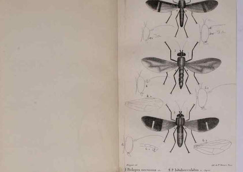 Reproducción/Reproduction 48641976492: Diptères exotiques nouveaux ou peu connus. Paris :Roret,1838-[43]. 