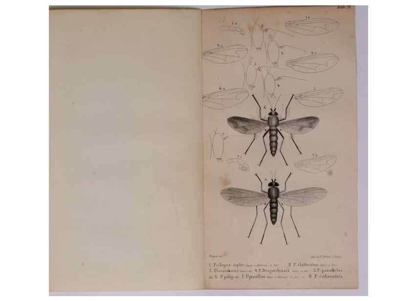 Reproducción/Reproduction 48641482073: Diptères exotiques nouveaux ou peu connus. Paris :Roret,1838-[43]. 
