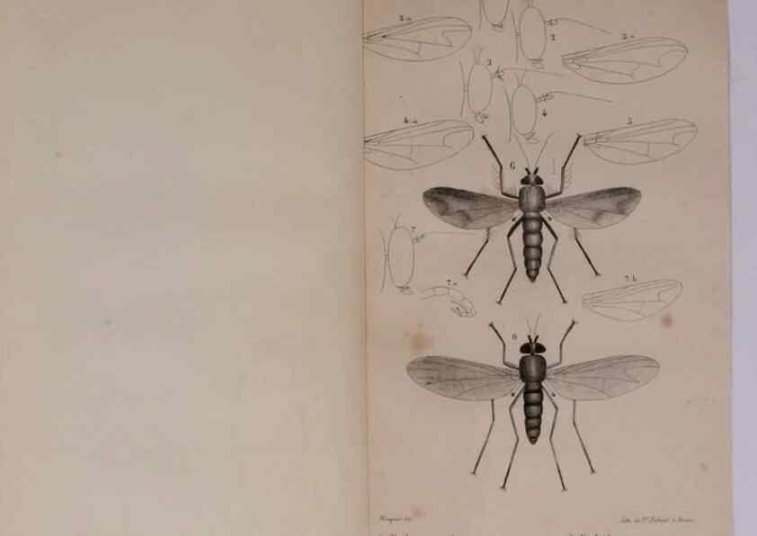 Reproducción/Reproduction 48641482073: Diptères exotiques nouveaux ou peu connus. Paris :Roret,1838-[43]. 