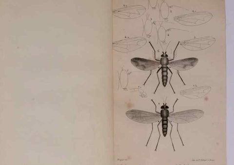 Reproducción/Reproduction 48641482073: Diptères exotiques nouveaux ou peu connus. Paris :Roret,1838-[43]. 