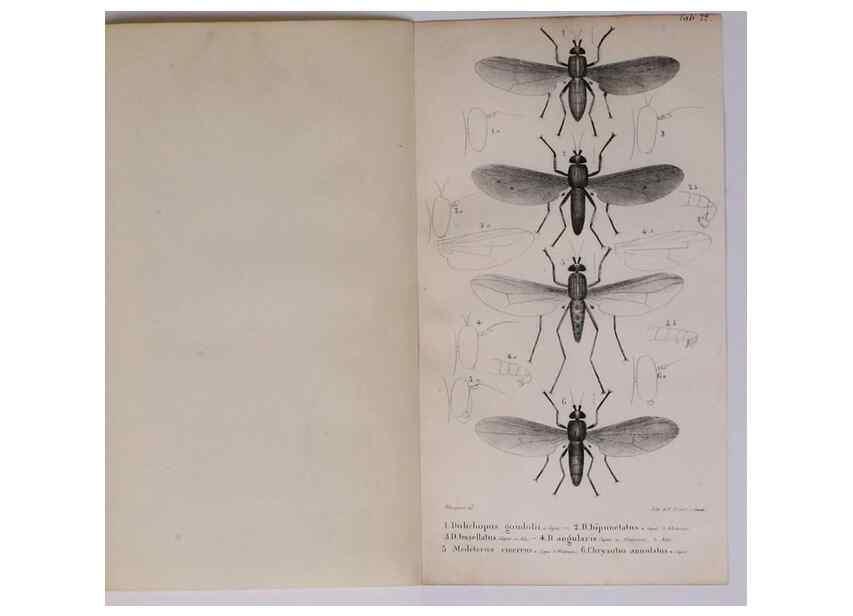 Reproducción/Reproduction 48641482303: Diptères exotiques nouveaux ou peu connus. Paris :Roret,1838-[43]. 