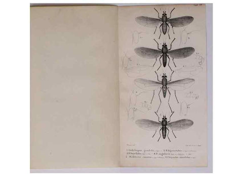 Reproducción/Reproduction 48641482303: Diptères exotiques nouveaux ou peu connus. Paris :Roret,1838-[43]. 
