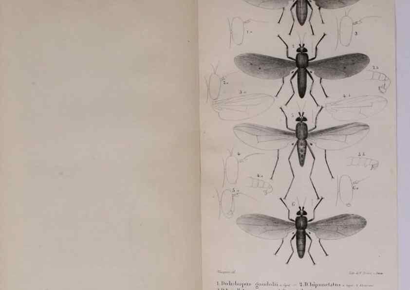 Reproducción/Reproduction 48641482303: Diptères exotiques nouveaux ou peu connus. Paris :Roret,1838-[43]. 