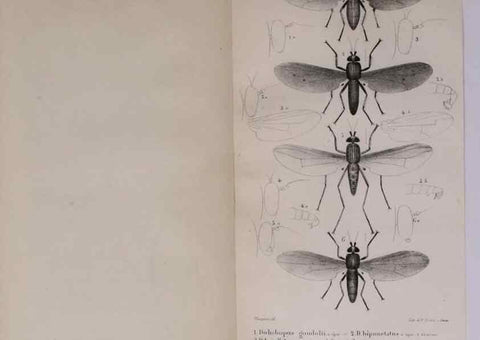 Reproducción/Reproduction 48641482303: Diptères exotiques nouveaux ou peu connus. Paris :Roret,1838-[43]. 