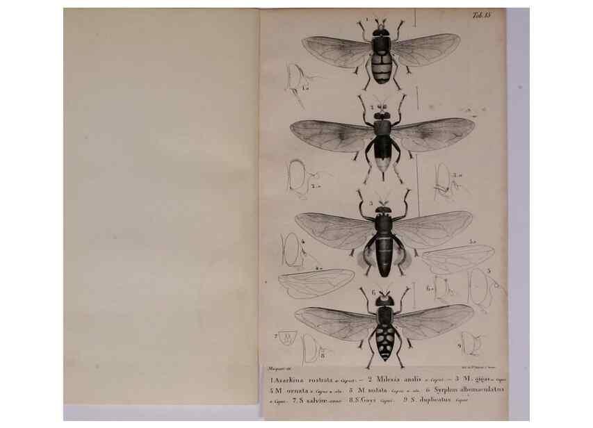 Reproducción/Reproduction 48641480563: Diptères exotiques nouveaux ou peu connus. Paris :Roret,1838-[43]. 