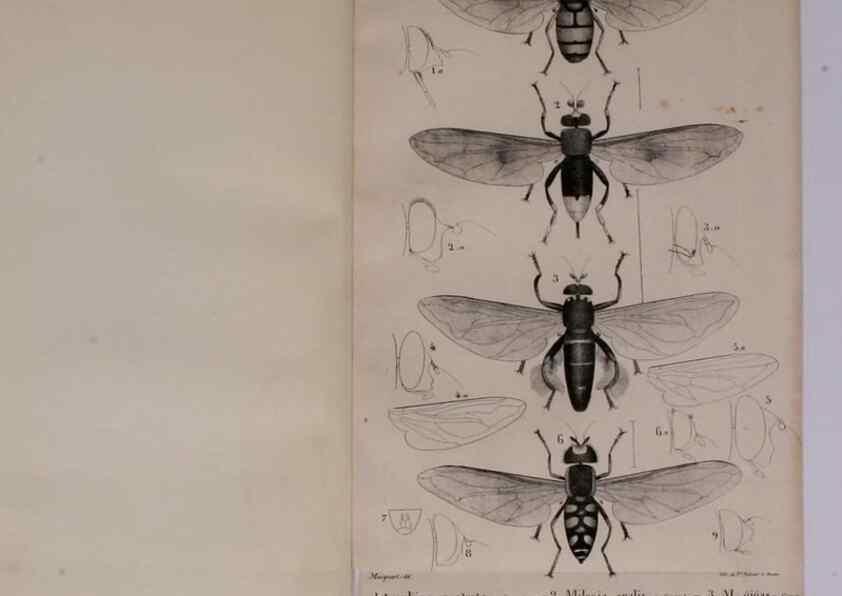 Reproducción/Reproduction 48641480563: Diptères exotiques nouveaux ou peu connus. Paris :Roret,1838-[43]. 