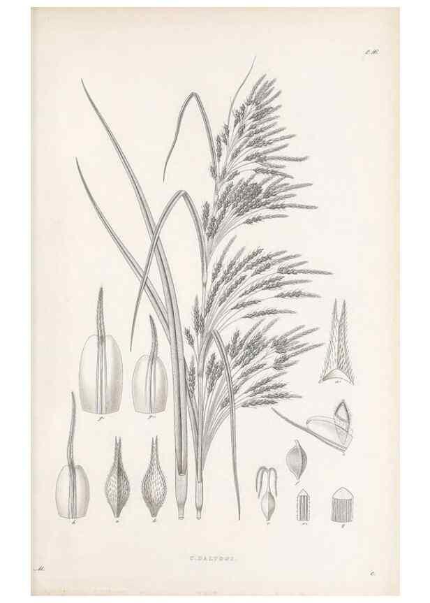 Reproducción/Reproduction 48682536483: Illustrations of the genus Carex. London :William Pamplin,1858-1867.. 