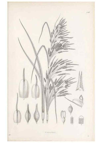 Reproducción/Reproduction 48682536483: Illustrations of the genus Carex. London :William Pamplin,1858-1867.. 