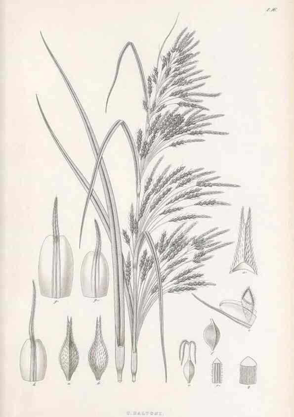 Reproducción/Reproduction 48682536483: Illustrations of the genus Carex. London :William Pamplin,1858-1867.. 