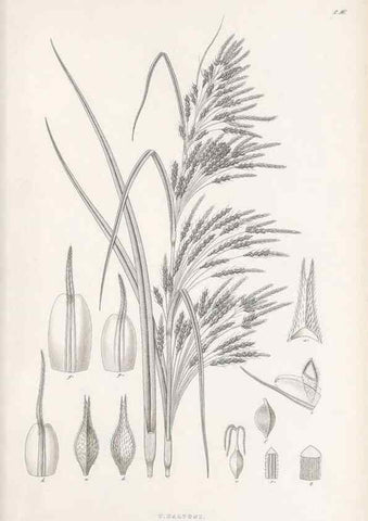 Reproducción/Reproduction 48682536483: Illustrations of the genus Carex. London :William Pamplin,1858-1867.. 
