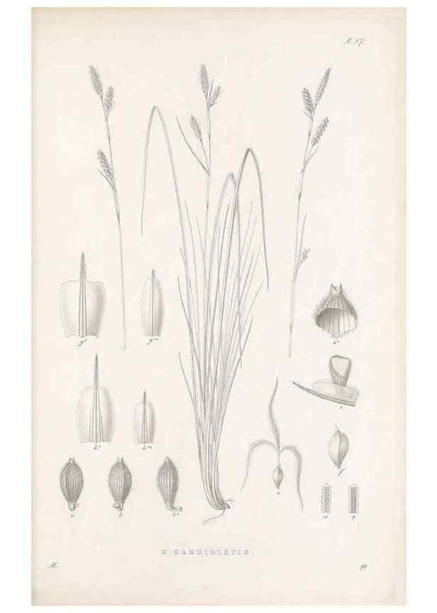 Reproducción/Reproduction 48682536683: Illustrations of the genus Carex. London :William Pamplin,1858-1867.. 
