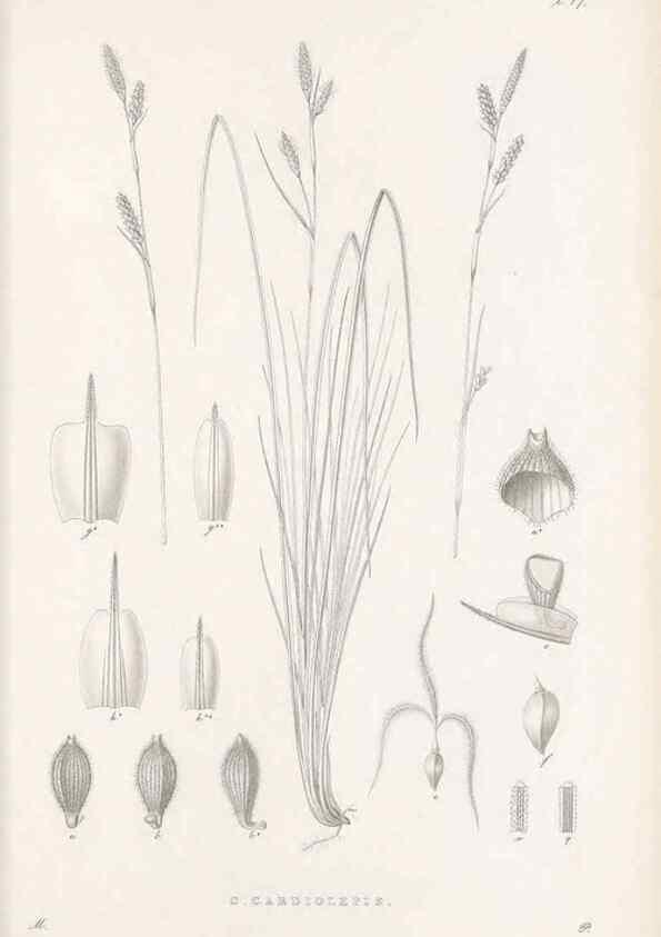 Reproducción/Reproduction 48682536683: Illustrations of the genus Carex. London :William Pamplin,1858-1867.. 