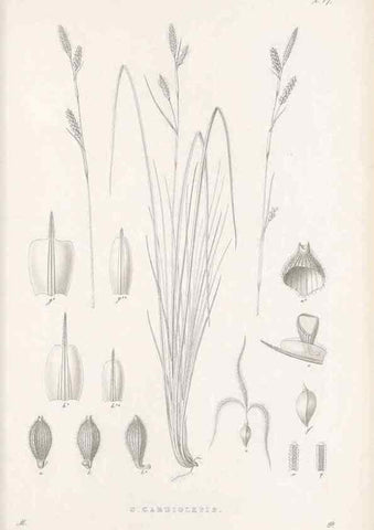 Reproducción/Reproduction 48682536683: Illustrations of the genus Carex. London :William Pamplin,1858-1867.. 