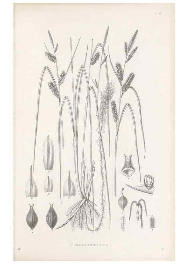 Reproducción/Reproduction 48682536923: Illustrations of the genus Carex. London :William Pamplin,1858-1867.. 