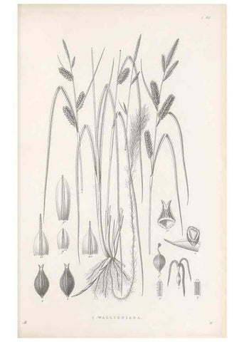 Reproducción/Reproduction 48682536923: Illustrations of the genus Carex. London :William Pamplin,1858-1867.. 