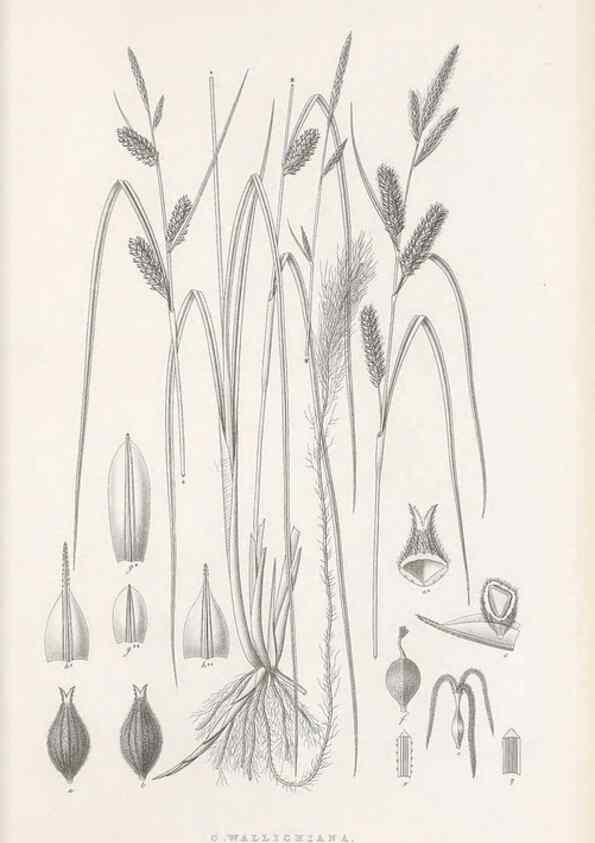 Reproducción/Reproduction 48682536923: Illustrations of the genus Carex. London :William Pamplin,1858-1867.. 