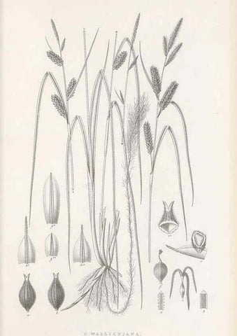 Reproducción/Reproduction 48682536923: Illustrations of the genus Carex. London :William Pamplin,1858-1867.. 