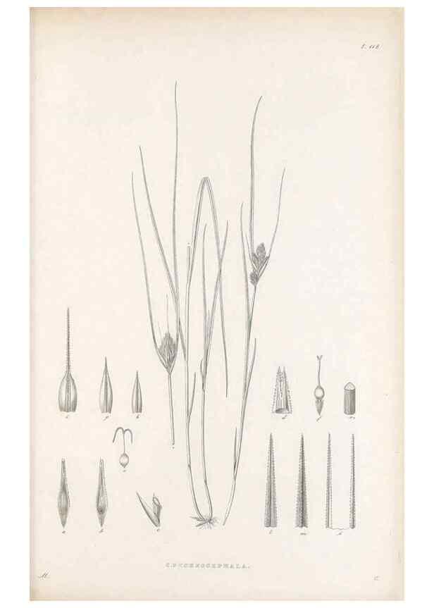 Reproducción/Reproduction 48682566418: Illustrations of the genus Carex. London :William Pamplin,1858-1867.. 