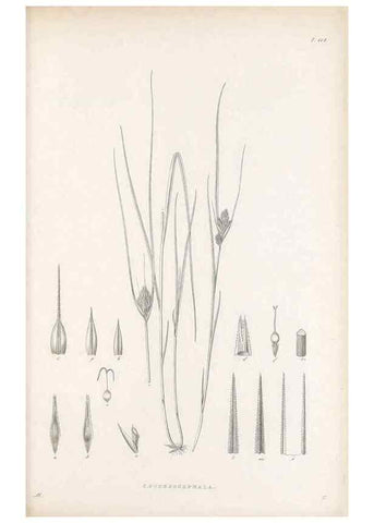 Reproducción/Reproduction 48682566418: Illustrations of the genus Carex. London :William Pamplin,1858-1867.. 