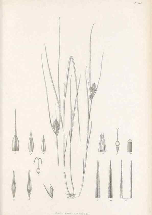 Reproducción/Reproduction 48682566418: Illustrations of the genus Carex. London :William Pamplin,1858-1867.. 